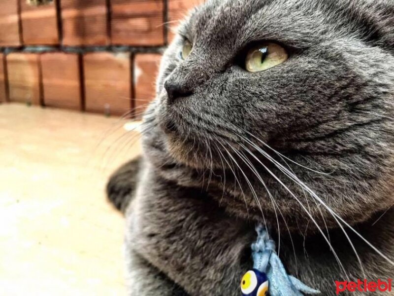 Scottish Fold, Kedi  scottish  :)  fotoğrafı