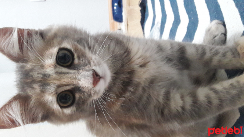 Tekir Kedi, Kedi  Safinaz fotoğrafı