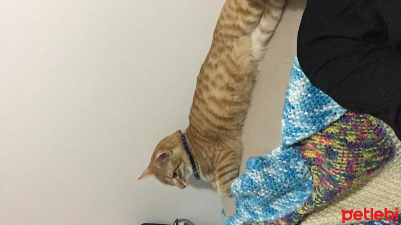 Tekir Kedi, Kedi  Behlül fotoğrafı
