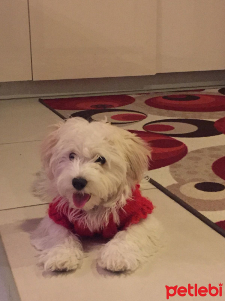 Maltese, Köpek  Köpük fotoğrafı