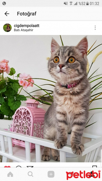 British Shorthair, Kedi  Duman fotoğrafı