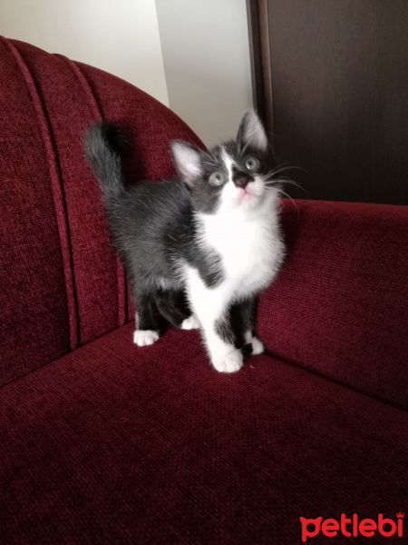 Tekir Kedi, Kedi  Şeker fotoğrafı