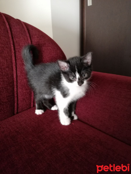 Tekir Kedi, Kedi  Şeker fotoğrafı