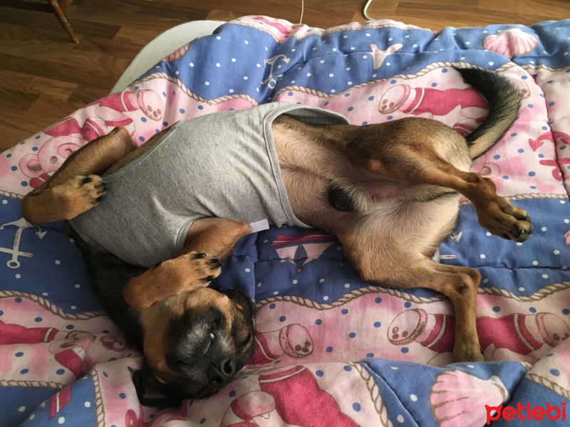 Minyatür Pinscher, Köpek  Zeus fotoğrafı