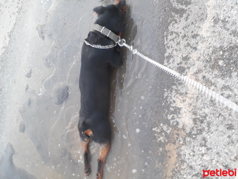 Rottweiler, Köpek  Filinta fotoğrafı