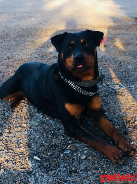 Rottweiler, Köpek  Filinta fotoğrafı