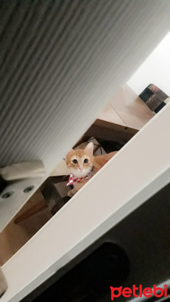 Tekir Kedi, Kedi  Leo fotoğrafı