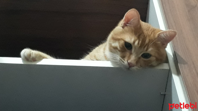 Tekir Kedi, Kedi  Leo fotoğrafı