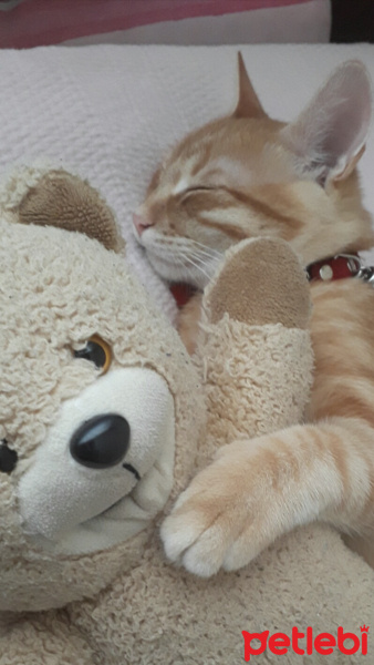 Tekir Kedi, Kedi  Leo fotoğrafı