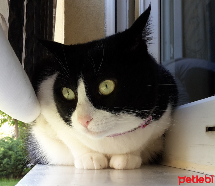 Tekir Kedi, Kedi  Oksit fotoğrafı