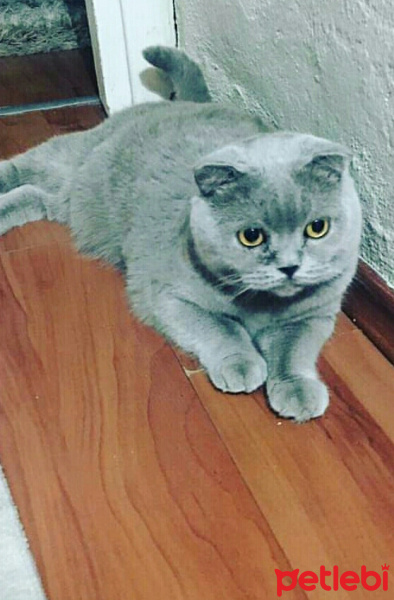 Scottish Fold, Kedi  Prenses fotoğrafı