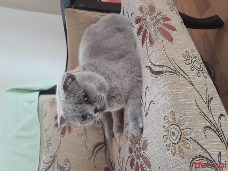 Scottish Fold, Kedi  Prenses fotoğrafı