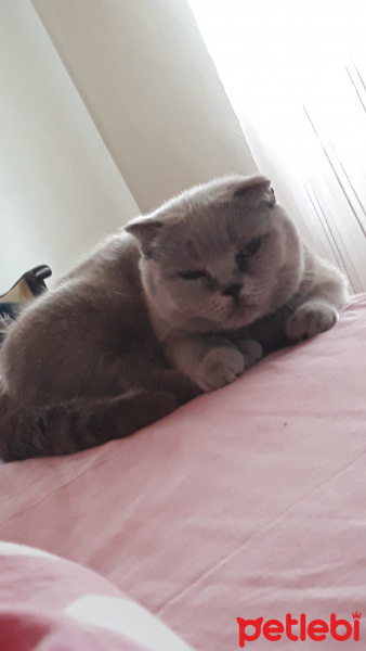 Scottish Fold, Kedi  Prenses fotoğrafı