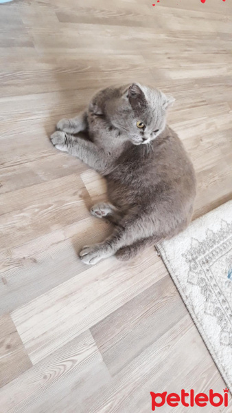 Scottish Fold, Kedi  Prenses fotoğrafı
