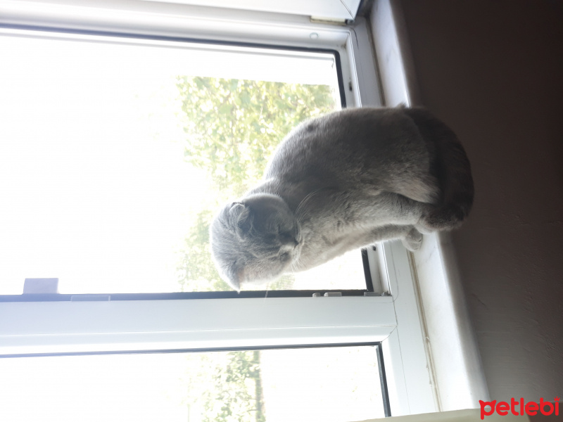 Scottish Fold, Kedi  Prenses fotoğrafı