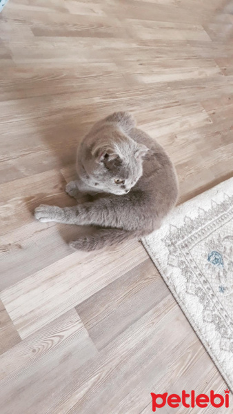 Scottish Fold, Kedi  Prenses fotoğrafı