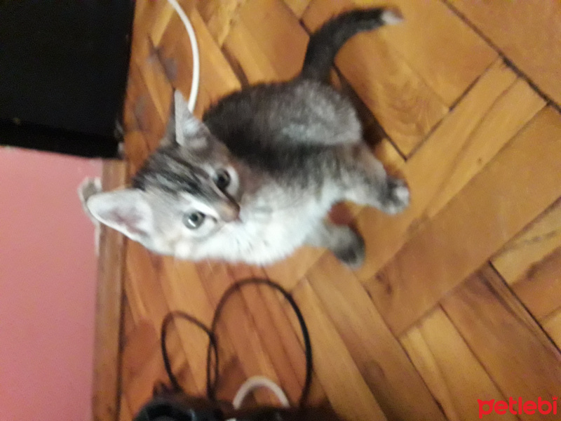 Tekir Kedi, Kedi  Yaman fotoğrafı