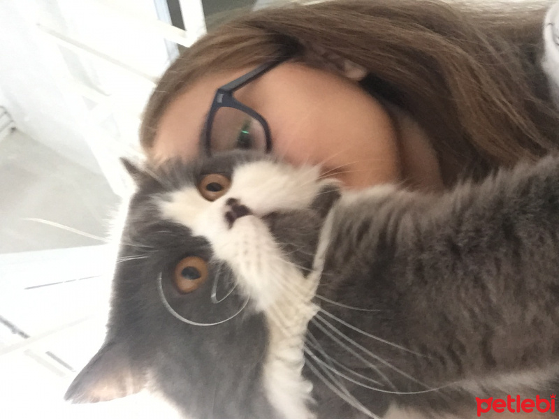 British Shorthair, Kedi  Rico fotoğrafı