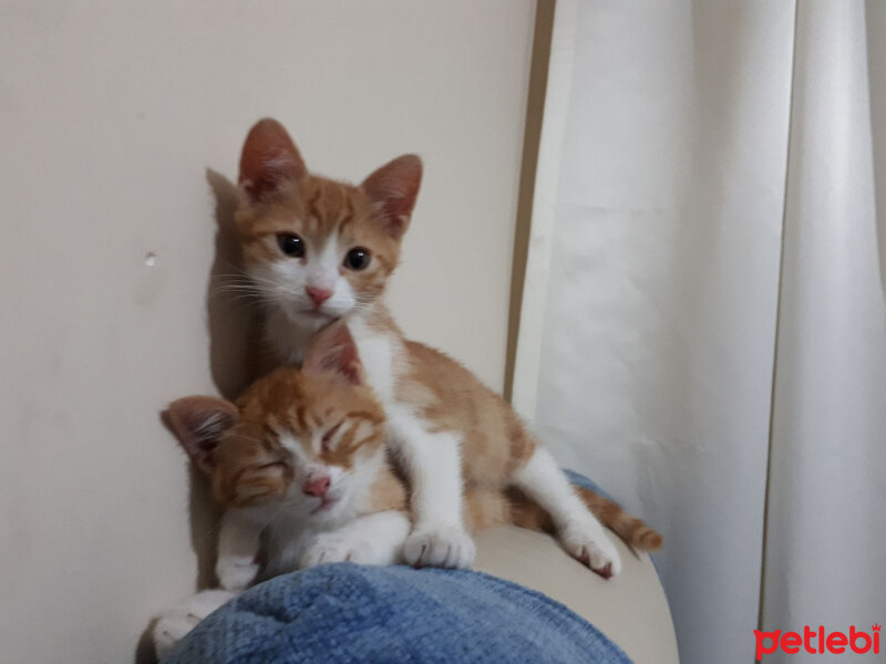 Soke, Kedi  phoebe ve faruk fotoğrafı