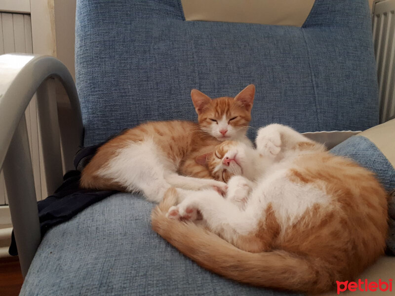 Soke, Kedi  phoebe ve faruk fotoğrafı