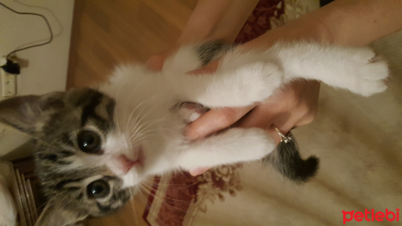 Tekir Kedi, Kedi  Teko fotoğrafı