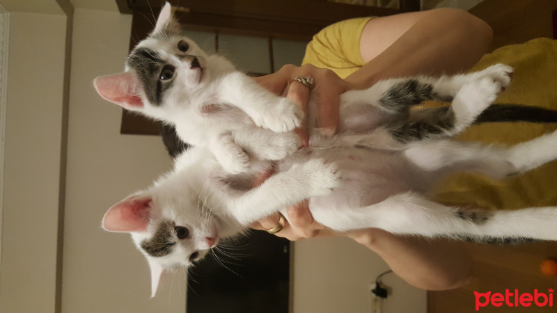 Tekir Kedi, Kedi  Teki fotoğrafı