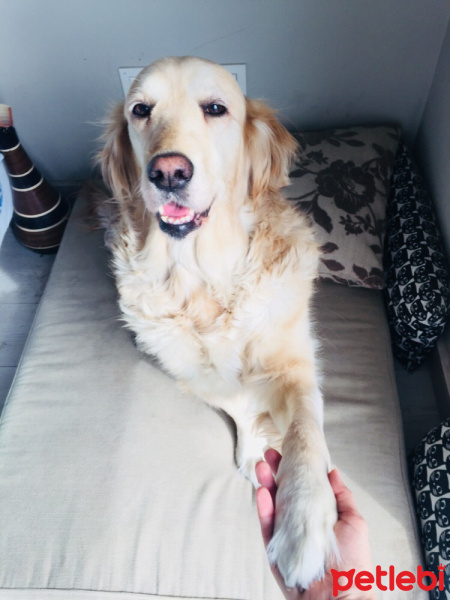Golden Retriever, Köpek  Golden retriever fotoğrafı