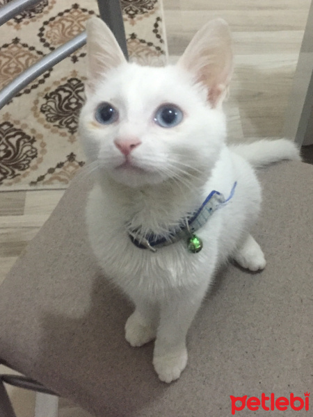 Van Kedisi, Kedi  Lokum fotoğrafı