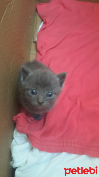 British Shorthair, Kedi  Atantan fotoğrafı