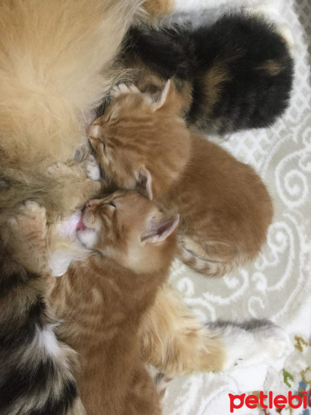 Tekir Kedi, Kedi  Sarman kardeşler fotoğrafı