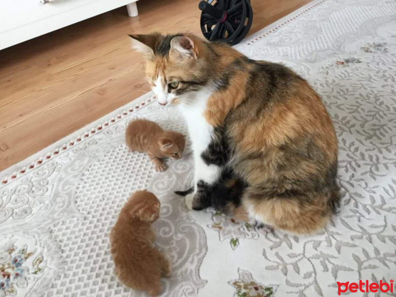 Tekir Kedi, Kedi  Sarman kardeşler fotoğrafı