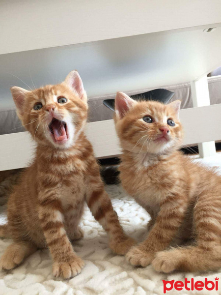 Tekir Kedi, Kedi  Sarman kardeşler fotoğrafı
