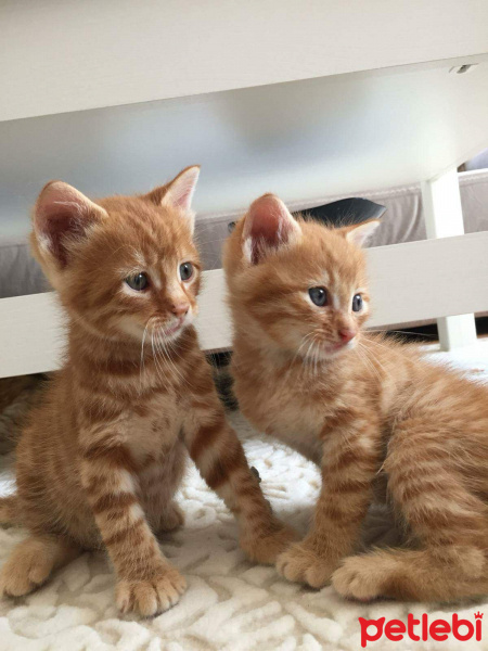 Tekir Kedi, Kedi  Sarman kardeşler fotoğrafı
