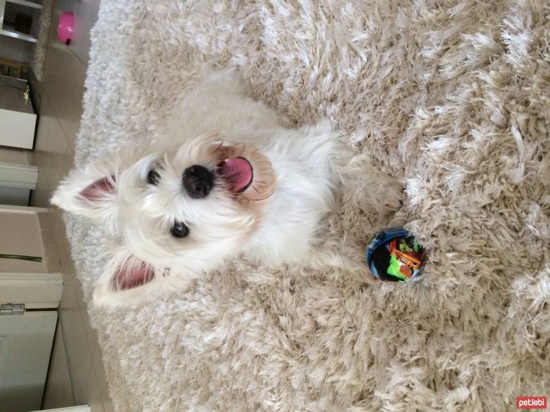 West Highland White Terrier, Köpek  MİNDA fotoğrafı