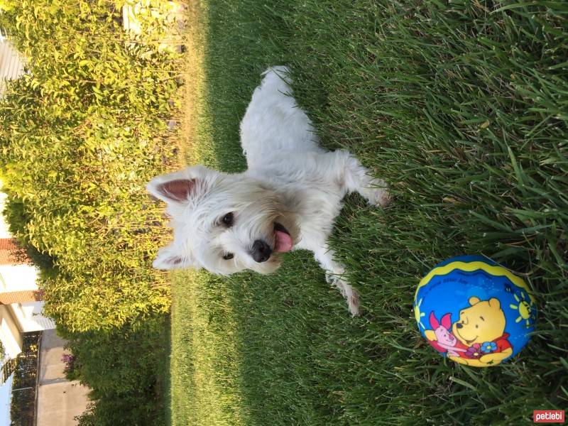 West Highland White Terrier, Köpek  MİNDA fotoğrafı