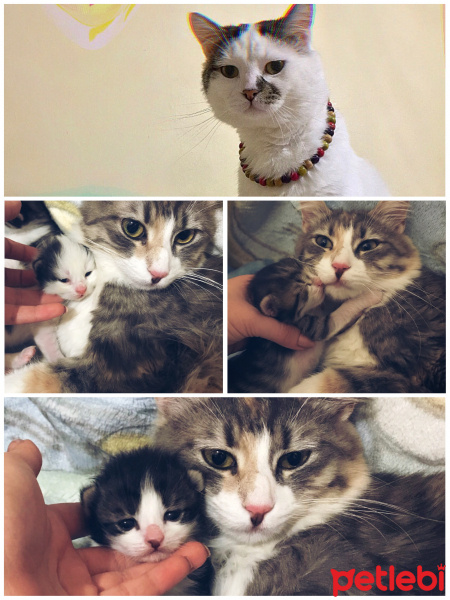 Tekir Kedi, Kedi  Lokum fotoğrafı