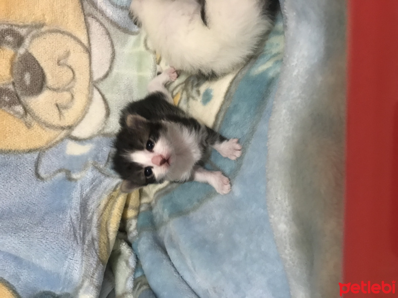 Tekir Kedi, Kedi  Lokum fotoğrafı