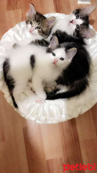 Tekir Kedi, Kedi  Lokum fotoğrafı