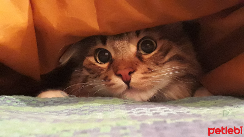 Tekir Kedi, Kedi  Sans fotoğrafı