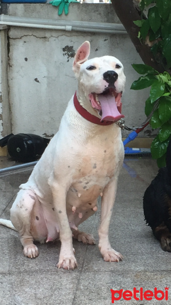 Dogo Arjantin, Köpek  Nika fotoğrafı