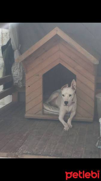 Dogo Arjantin, Köpek  Nika fotoğrafı