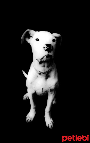 Dogo Arjantin, Köpek  Alice fotoğrafı