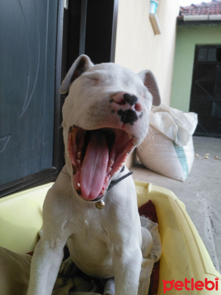 Dogo Arjantin, Köpek  Alice fotoğrafı