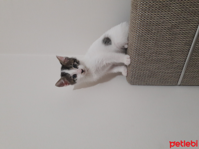 Tekir Kedi, Kedi  Yumak fotoğrafı