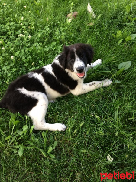 Border Collie, Köpek  Lucky fotoğrafı