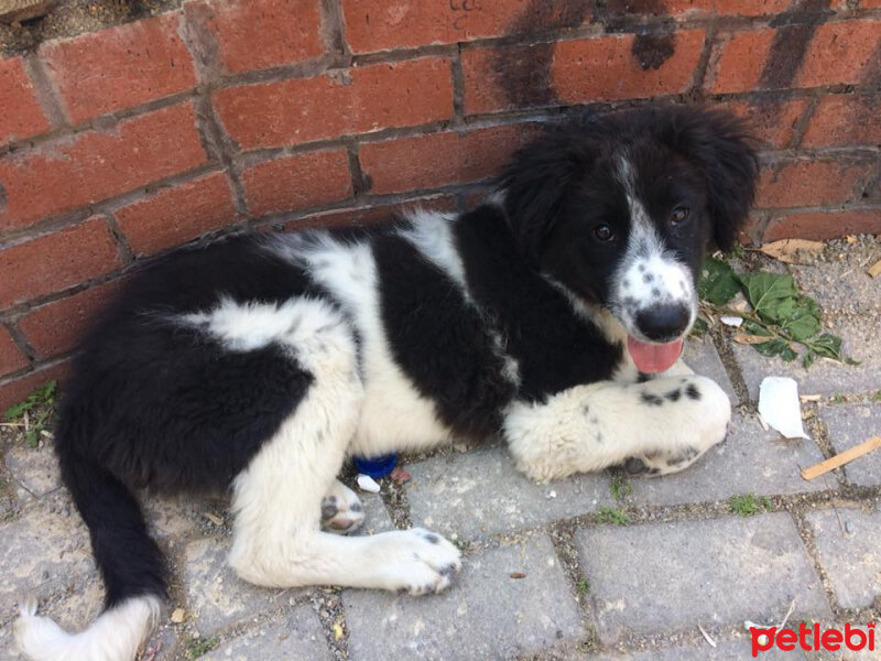 Border Collie, Köpek  Lucky fotoğrafı