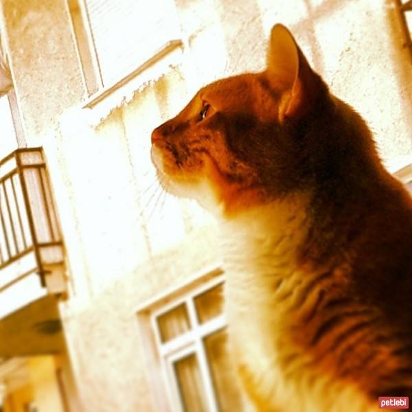 Savannah, Kedi  PULSAR fotoğrafı