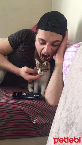 Tekir Kedi, Kedi  Limon fotoğrafı