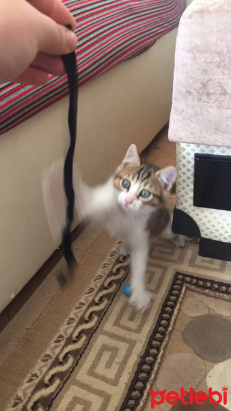 Tekir Kedi, Kedi  Limon fotoğrafı