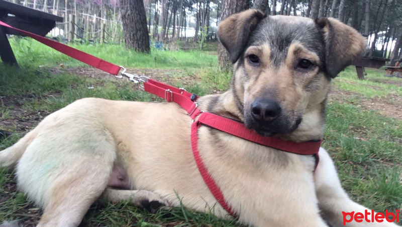 Kangal, Köpek  Duman fotoğrafı